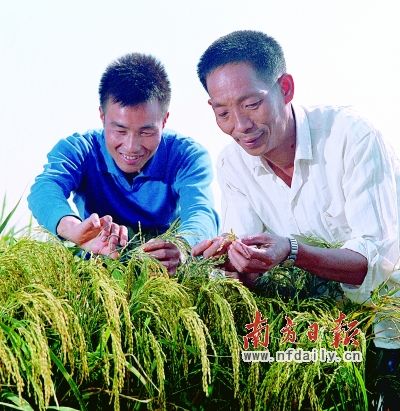 喜看稻菽千重浪 禾下乘凉隆平梦