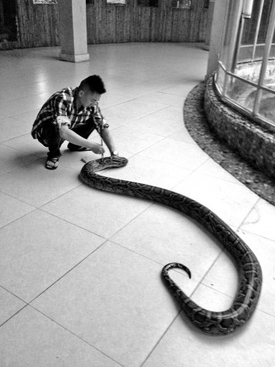 50斤大蟒蛇受伤荒田中