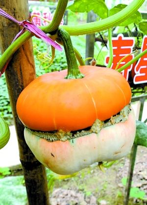 这么多特色蔬菜你想尝尝不