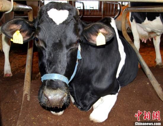 台南疑出现牛流行热疫情246头乳牛疑似染病
