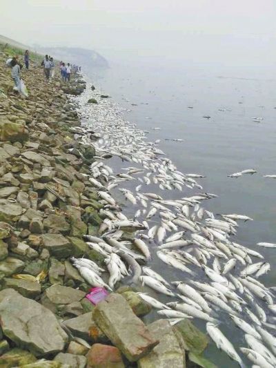 河南大旱闷死数十万斤水库鱼 自来水厂停止引水