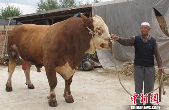 中国最大的2吨牛图片