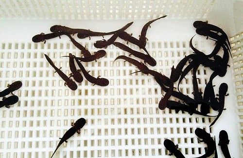 历山娃娃鱼成功繁育1040尾