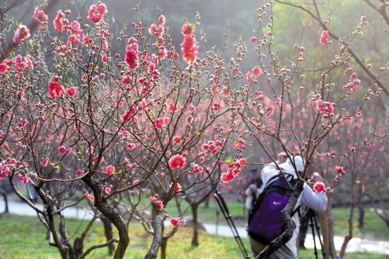 花山公园梅花谷图片