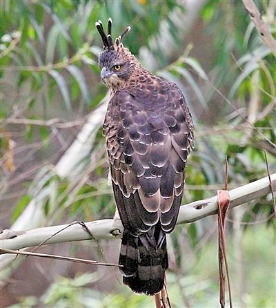 重庆鸟类名录2.0版发布 外出观鸟带一份