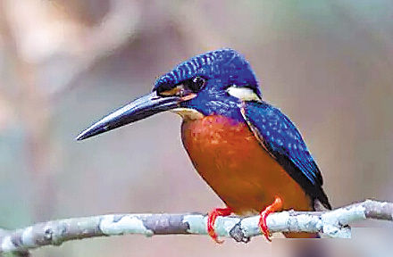 一头点翠头面80翠鸟羽毛这美也太血腥了