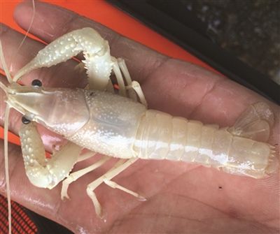 湖北出现蓝白两色小龙虾