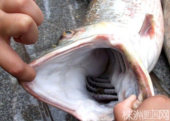 8斤重肉食鱼(图)