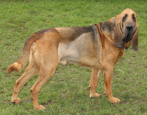 主人耗费巨资给宠物犬做"拉皮"整容手术(图)