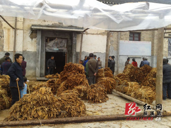 辰溪县谭家场乡完成晒红烟收购11万公斤(图)