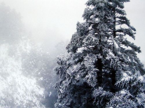 台湾下雪 合欢山玉山齐白头(图)