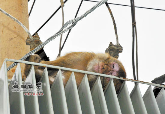 在伏龙坪一带游荡已月余,兰州动物园已焚化处理