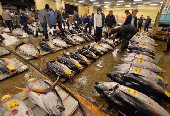 今年金枪鱼的捕获量较多,他觉得还可再抬高点价钱