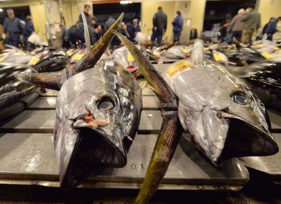 今年金枪鱼的捕获量较多,他觉得还可再抬高点价钱