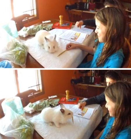 美国一萌兔用嘴捡笔"监督"小主人写作业(图)