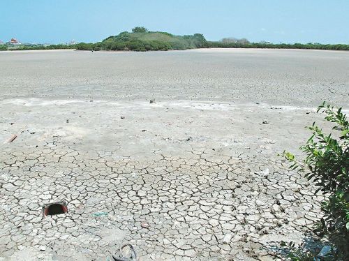 台湾高雄大旱湿地干到见底水鸟少一半图