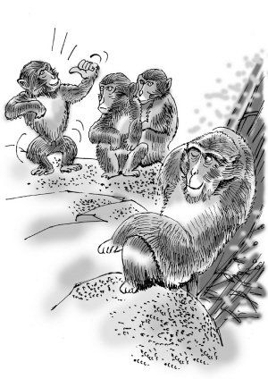 静水之下暗流湍急 猴山战火永不停息