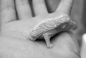 黄猫深夜调戏怀孕刺猬