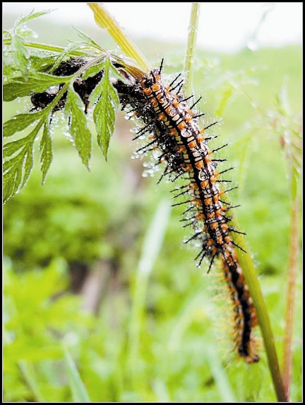 谁杀死了百亩木麻黄林?