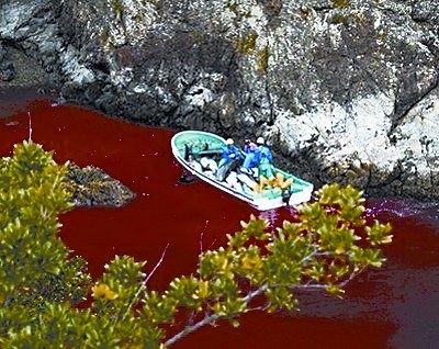 英记者偷拍日本渔民屠杀海豚场景(图)