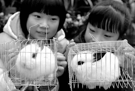 那些平常在动物园都难以见到的垂耳兔,熊猫兔,狮子兔纷纷登场,摆着