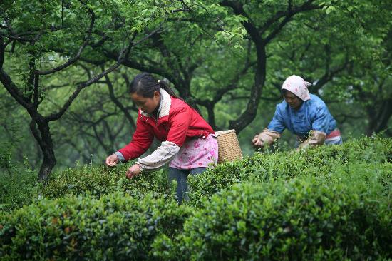 图文:#(社会)(2)南京忙采"雨前茶"