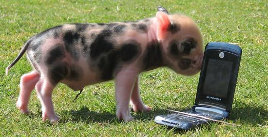 猪拿着手机自拍图片