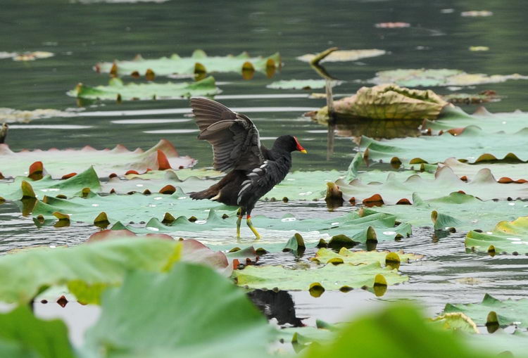 池中鱼林中鸟图片