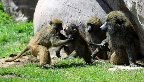 组图动物园让动物妈妈与宝宝在母亲节共同亮相