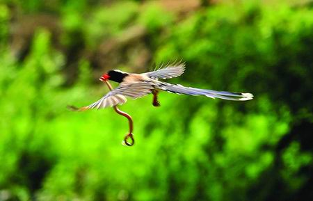 记者拍下红嘴蓝鹊捕食蛇全程组图