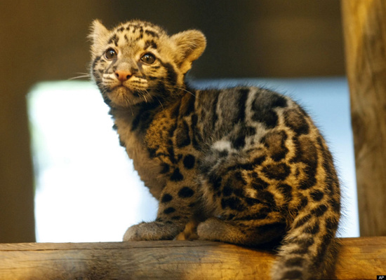 据美国《赫芬顿邮报》消息,法国巴黎动物园于今年5月诞生了2只珍稀的