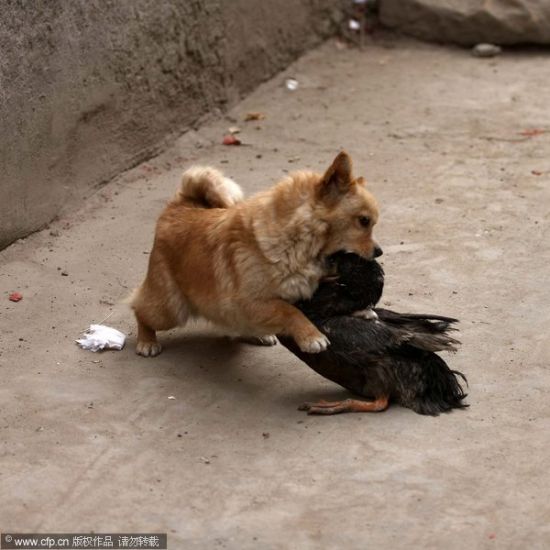 组图:小狗与一只鸭子打斗