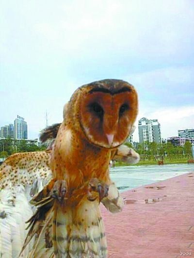 猴面鷹因雷雨迷失航向闖入拆遷房