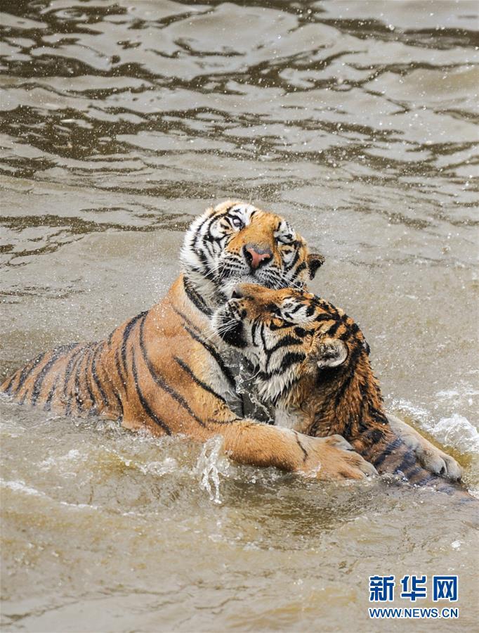 吉林东北虎进村20多头牛失踪