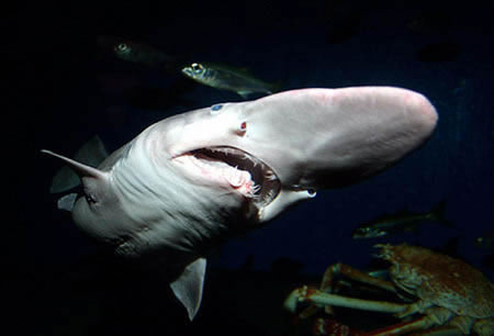 日本抓获稀有的史前鲨鱼剑吻鲨人们2007年1月25日在东京湾发现了一只