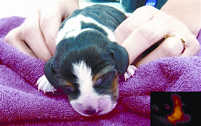 韩国科学家克隆荧光狗