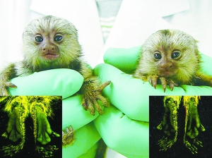 猴子遗传转入基因或为人类带来福音