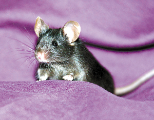 我首次用ips细胞育出克隆鼠