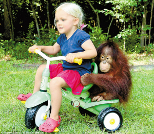 > 正文     两年前,美国小女孩艾米莉和一只名叫"里什"的小猩猩结成