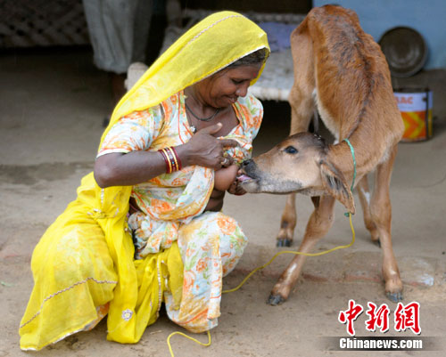 印度一妇女视牛犊为孩子每天为其哺乳数次图