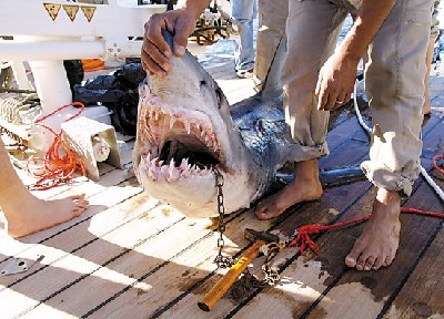 埃及两鲨鱼袭人致一死四伤附近海滩无限期关闭