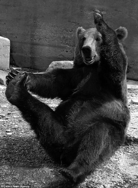 时髦熊熊练瑜伽