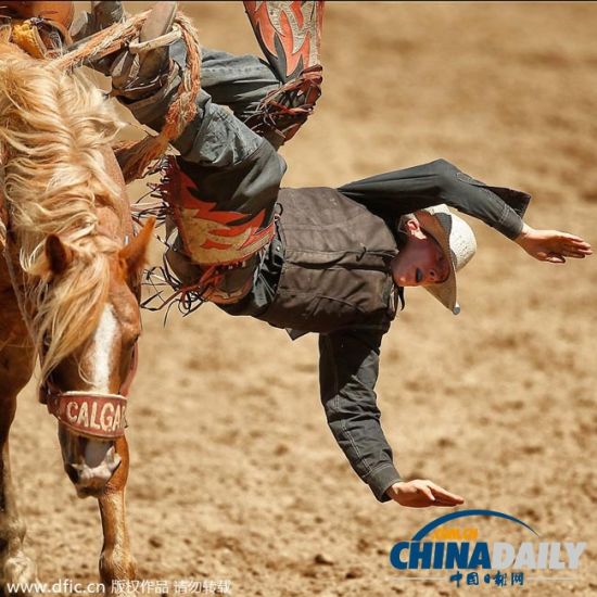 加拿大卡尔加里牛仔节如期举行人仰马翻惊险不断1中国日报网