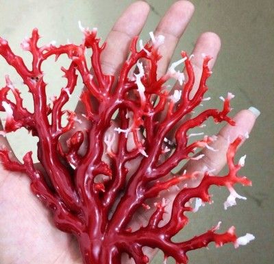 红珊瑚(图片来源:日本《record china》网站)