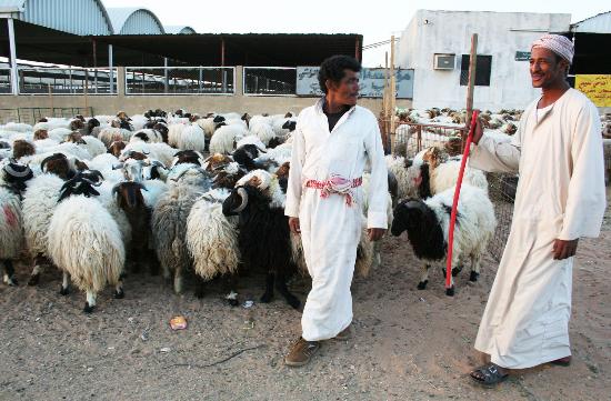 国际新闻 正文       12月15日,在沙特阿拉伯首都利雅得的一个活羊