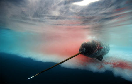 独角鲸图片灭绝图片
