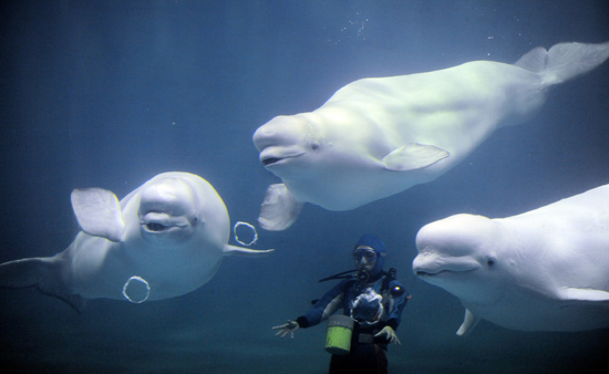 图文三头白鲸表演吐泡泡圈