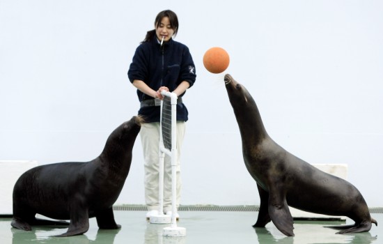 组图日本东京水族馆海狮模仿舞狮