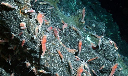 组图:海底活火山发现大量海洋生物