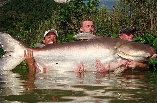 英国男子在泰国捕获约90公斤大鲶鱼图